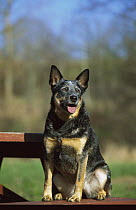 Australian Cattle Dog (Canis familiaris) adult sitting on picnic bench