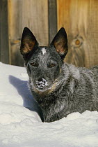 Australian Cattle Dog (Canis familiaris) playing in snow