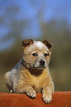 Australian Cattle Dog (Canis familiaris) puppy laying