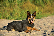 Australian Cattle Dog (Canis familiaris) playing in sand