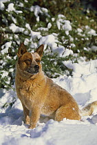 Australian Cattle Dog (Canis familiaris) adult sitting in snow