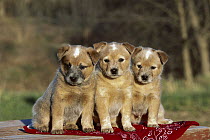Australian Cattle Dog (Canis familiaris) group of puppies