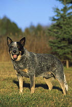 Australian Cattle Dog (Canis familiaris) adult