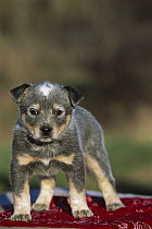 Australian Cattle Dog (Canis familiaris) young puppy