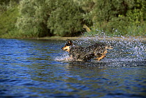 Australian Cattle Dog (Canis familiaris) playing in water