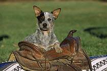 Australian Cattle Dog (Canis familiaris) puppy on saddle