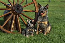 Australian Cattle Dog (Canis familiaris) puppy and parent