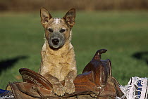 Australian Cattle Dog (Canis familiaris) portrait