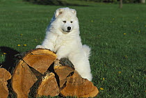 Samoyed (Canis familiaris) puppy on log pile