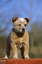 Australian Cattle Dog (Canis familiaris) portrait of puppy