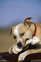 American Pit Bull Terrier (Canis familiaris) with chew bone