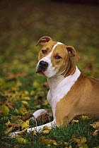American Pit Bull Terrier (Canis familiaris) laying in grass