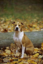 American Pit Bull Terrier (Canis familiaris) sitting in fallen leaves
