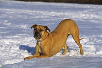 American Pit Bull Terrier (Canis familiaris) playing in snow
