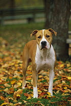 American Pit Bull Terrier (Canis familiaris) standing in fallen leaves