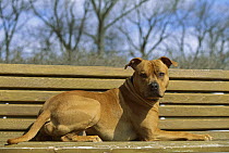 American Pit Bull Terrier (Canis familiaris) laying on park bench