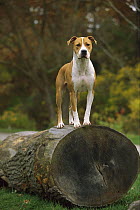 American Pit Bull Terrier (Canis familiaris) standing on large log