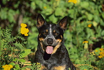 Australian Cattle Dog (Canis familiaris) portrait
