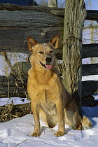 Australian Cattle Dog (Canis familiaris) sitting in snow