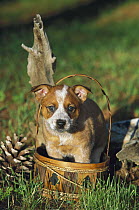 Australian Cattle Dog (Canis familiaris) puppy in basket