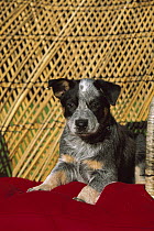 Australian Cattle Dog (Canis familiaris) puppy