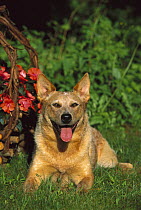 Australian Cattle Dog (Canis familiaris) laying in grass