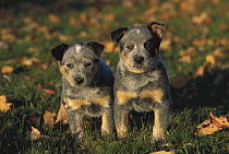 Australian Cattle Dog (Canis familiaris) puppies