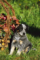 Australian Cattle Dog (Canis familiaris) puppy