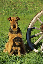 Airedale Terrier (Canis familiaris) adult and puppy