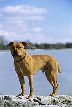 American Pit Bull Terrier (Canis familiaris) portrait by water