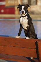 American Pit Bull Terrier (Canis familiaris) portrait of playful puppy