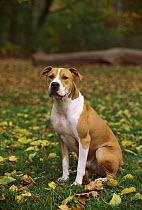 American Pit Bull Terrier (Canis familiaris) portrait sitting in grass