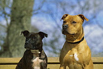 American Pit Bull Terrier (Canis familiaris) portrait of two adults