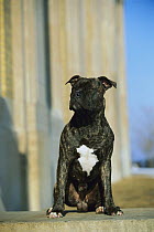American Pit Bull Terrier (Canis familiaris) portrait of brindle juvenile