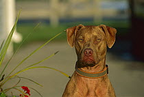 American Pit Bull Terrier (Canis familiaris) portrait of mahogany juvenile