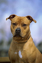 American Pit Bull Terrier (Canis familiaris) portrait
