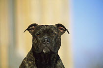 American Pit Bull Terrier (Canis familiaris) brindle, portrait