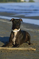 American Pit Bull Terrier (Canis familiaris) playing with stick on beach