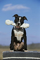 American Pit Bull Terrier (Canis familiaris) with bone