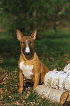 Bull Terrier (Canis familiaris) puppy sitting