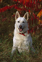 German Shepherd (Canis familiaris) white morph, one, sitting