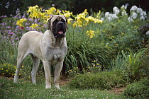 Mastiff (Canis familiaris) one, standing