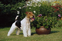 White Fox Terrier (Canis familiaris) one, standing