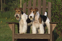 White Fox Terrier (Canis familiaris) two in chair