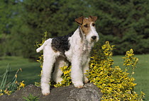 White Fox Terrier (Canis familiaris) one, on a rock