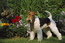 White Fox Terrier (Canis familiaris) standing