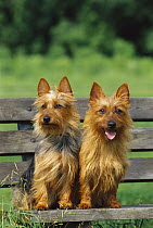 Australian Terrier (Canis familiaris) pair sitting on bench