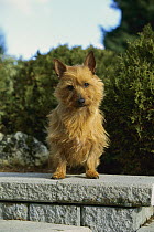 Australian Terrier (Canis familiaris) portrait