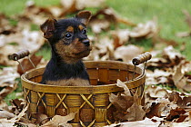 Australian Terrier (Canis familiaris) puppy in a basket