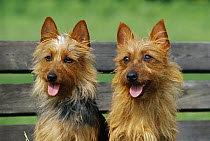 Australian Terrier (Canis familiaris) pair sitting on bench